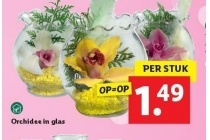 orchidee in glas