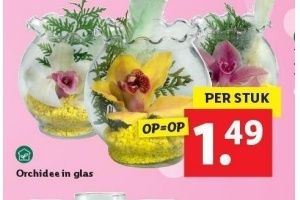 orchidee in glas