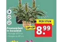 ananasplant in keramiek