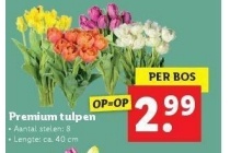 premium tulpen