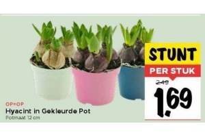 hyacint in gekleurde pot