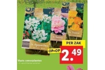 vaste zomerplanten