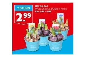 bol op pot