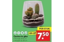 cactus in glas