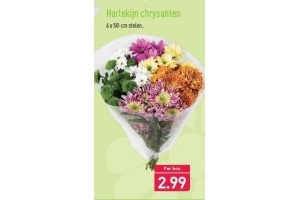 harlekijn chrysanten