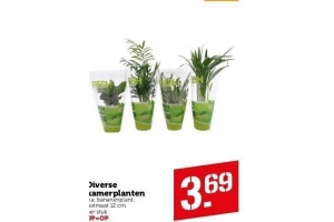 diverse kamerplanten