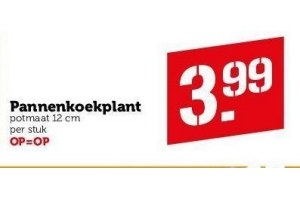 pannenkoekenplant