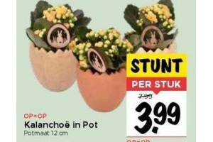 kalanchoe in pot voor eur3 99