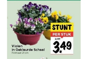 violen in gekleurde schaal nu eur3 49