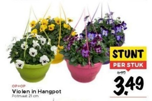 violen in hangpot