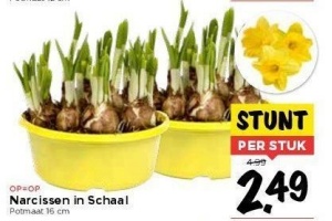 narcissen in schaal