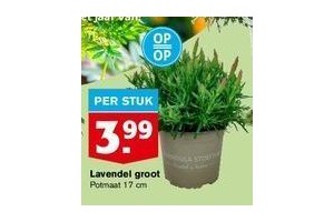 lavendel groot