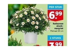 italiaanse struikmargriet