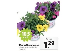 duo balkonplanten