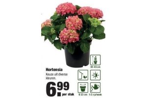 hortensia