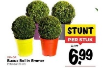 buxus bol in emmer