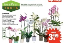 orchideeen
