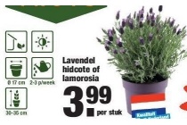 lavendel hidcote of lamorosia