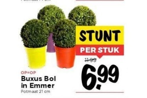 buxus bol in emmer