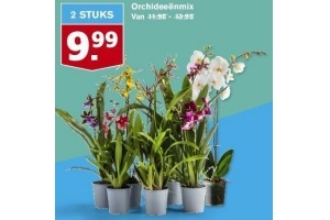 orchideeenmix