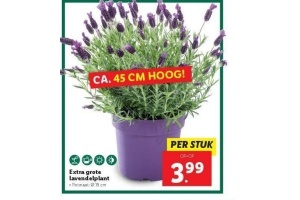 extra grote lavendelplant
