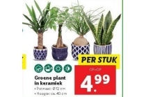 groene plant in keramiek