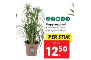 papyrusplant