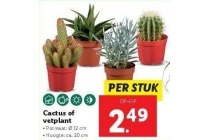 cactus of vetplant