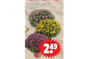grote bolchrysant