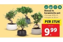 bonsai in keramische pot