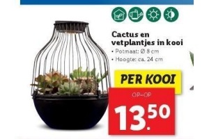 cactus en vetplantjes in kooi